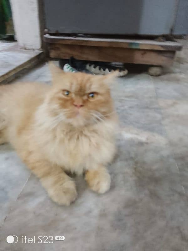 Male female Persian breeding pair good looking good color ir 4