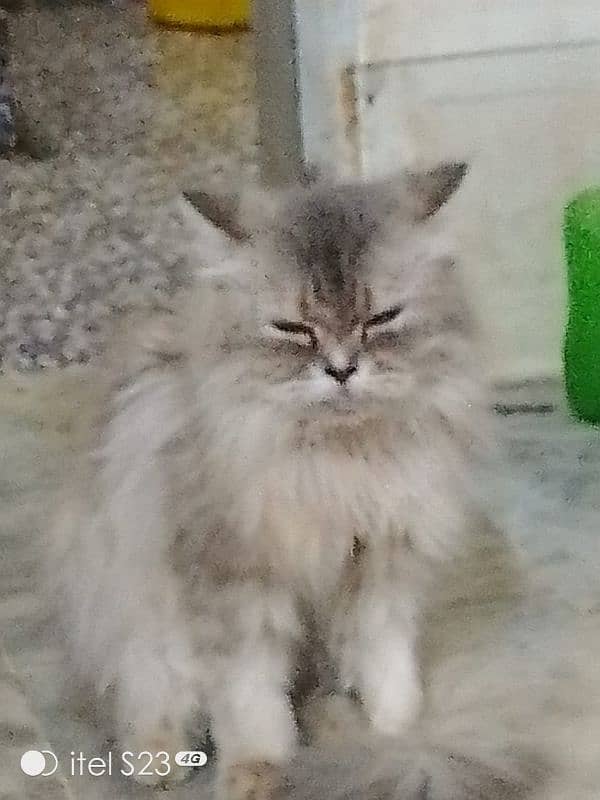 Male female Persian breeding pair good looking good color ir 6