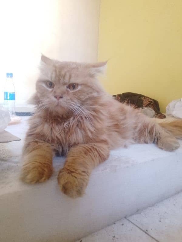 Persian male cat 1