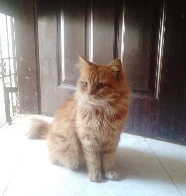 Persian male cat 2