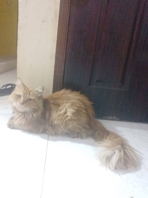 Persian male cat 3