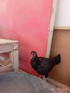 Selling aseel murgi with 1 chick mushka colour