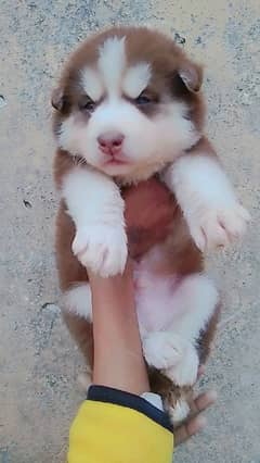 husky