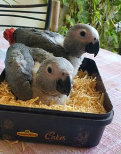 GreY parrot Cover ChiCks