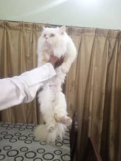 Persian cat for sale