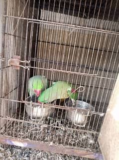 paharri pair for sale