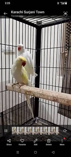 bonded piar Ringnaek cream male whaite female