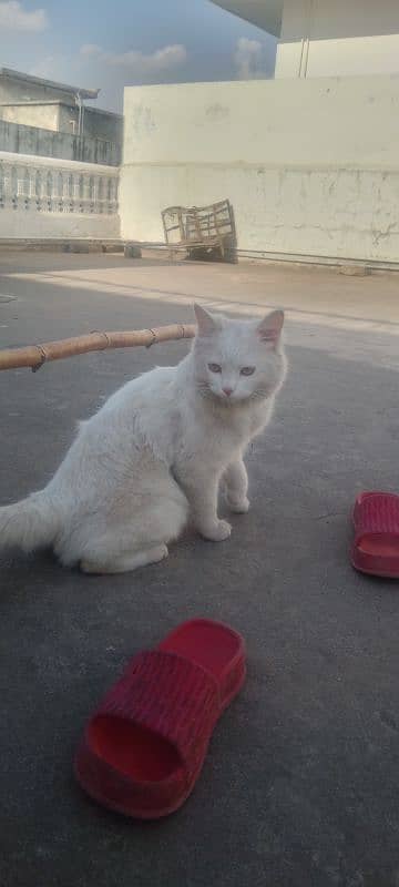 6 months female cat in full white colour 0