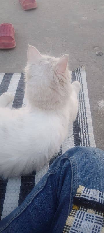 6 months female cat in full white colour 1