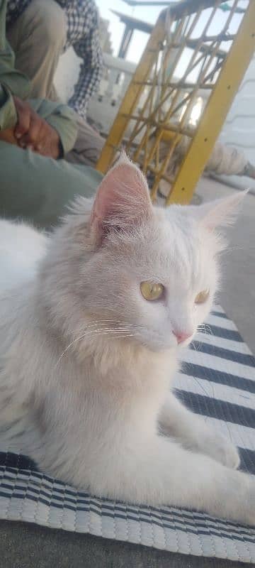 6 months female cat in full white colour 2