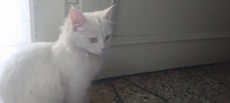 6 months female cat in full white colour 4