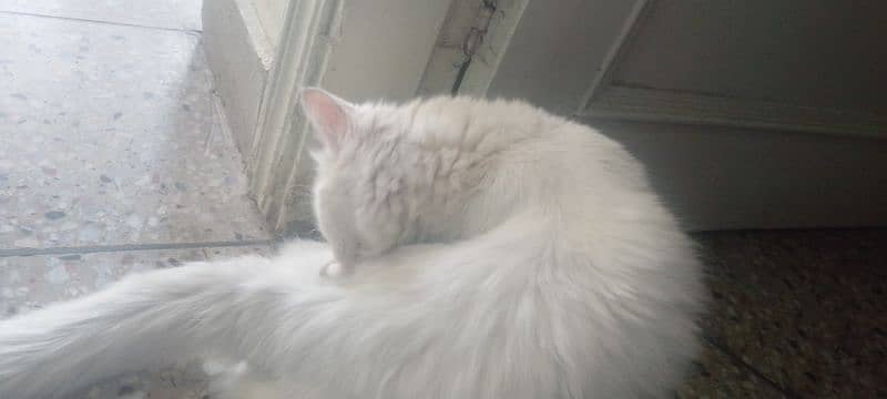 6 months female cat in full white colour 6