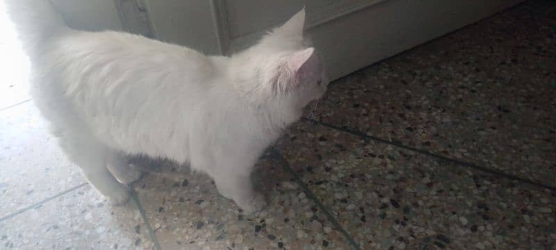 6 months female cat in full white colour 7