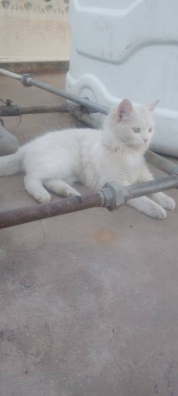 6 months female cat in full white colour 8