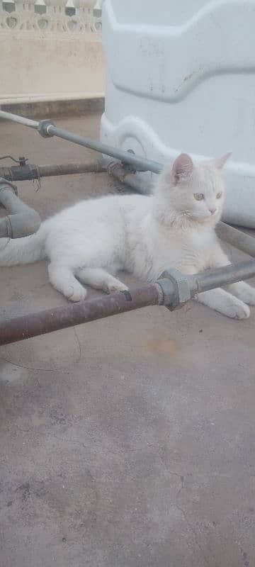 6 months female cat in full white colour 9