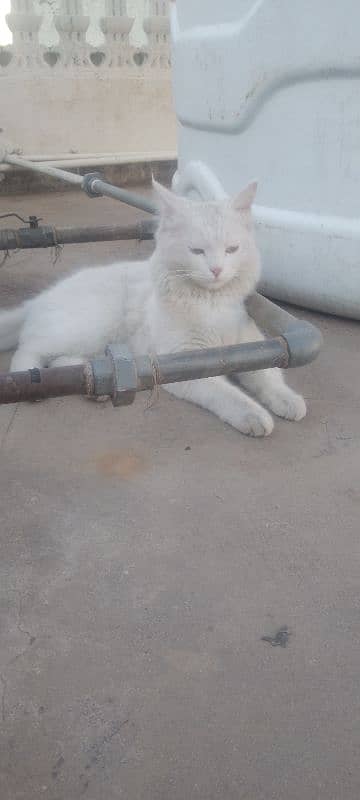 6 months female cat in full white colour 10