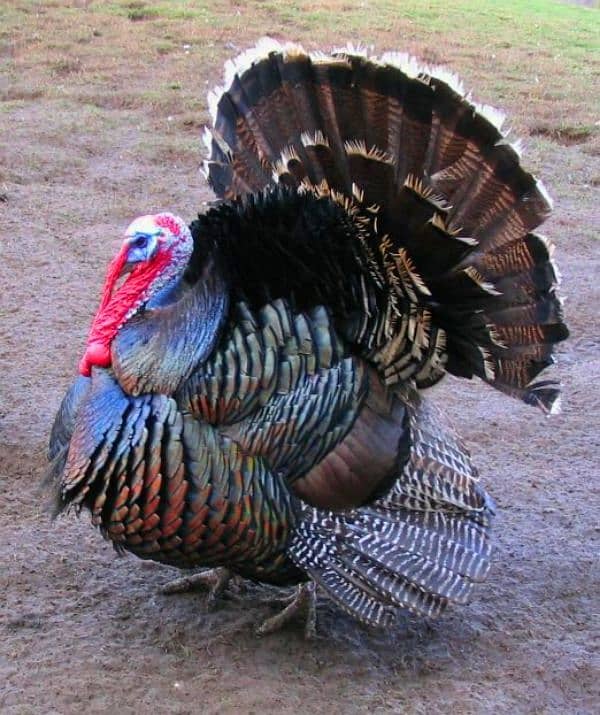 turkey 1