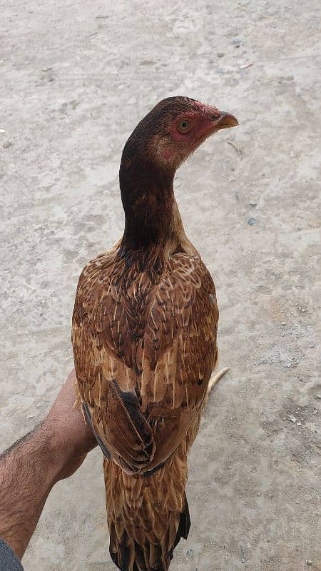 Aseel Hen for Sale 0