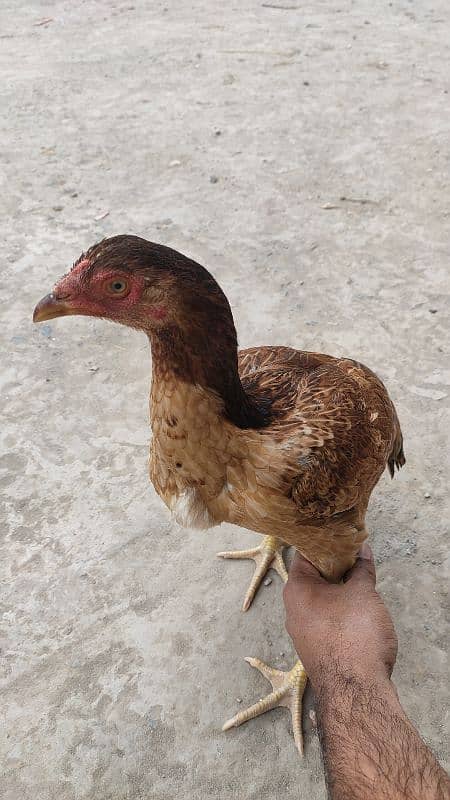 Aseel Hen for Sale 1