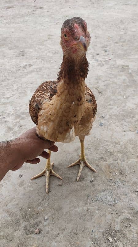 Aseel Hen for Sale 2