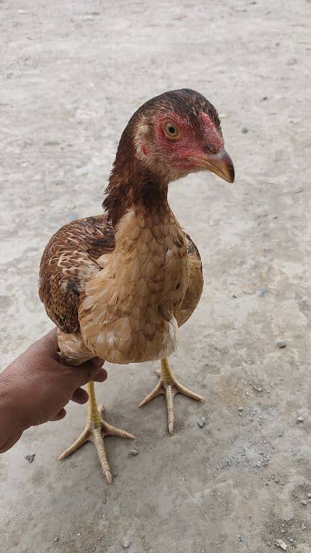 Aseel Hen for Sale 3