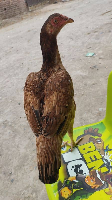 Aseel Hen for Sale 6