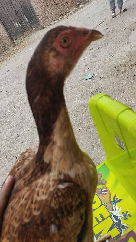 Aseel Hen for Sale 7