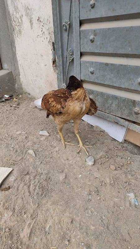 Aseel Hen for Sale 8