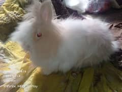 English Angora Rabbits Bunnies loin head