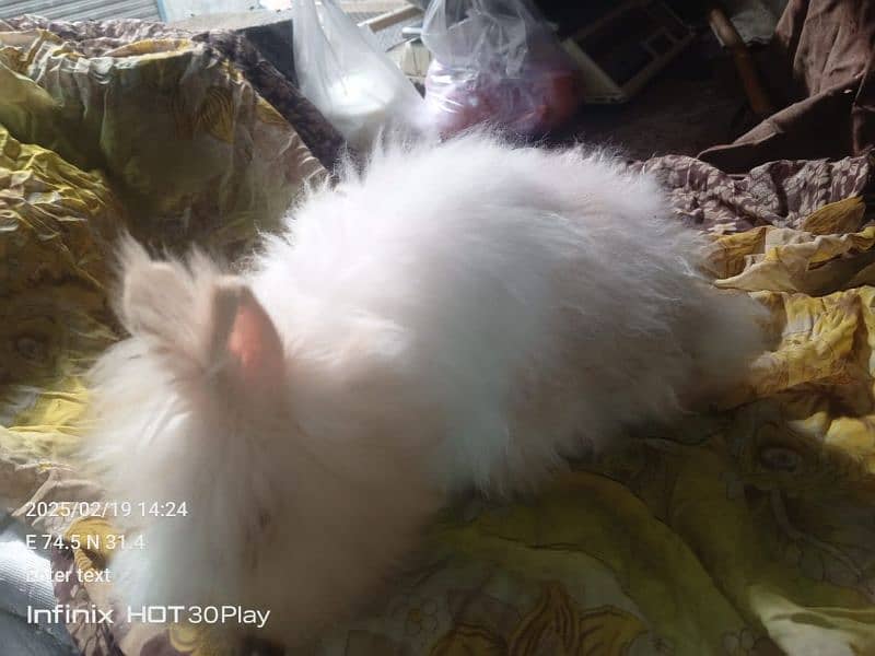 English Angora Rabbits Adult Male and babys teddy bear shapes 1