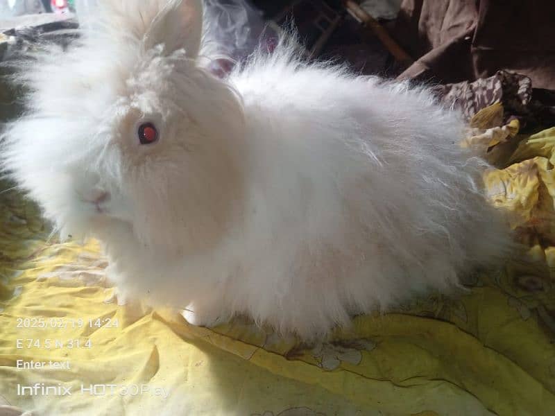 English Angora Rabbits Adult Male and babys teddy bear shapes 2