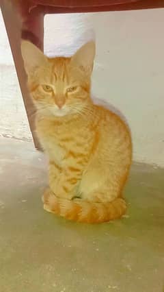 orange ginger Persian kitten/tabby cat