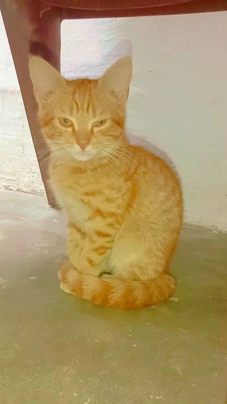 orange ginger Persian kitten/tabby cat 2