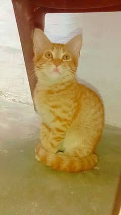 Persian cat double coted Persian kitten/Orange ginger/tabby cat