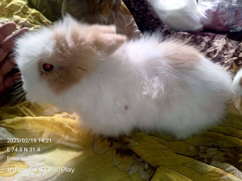 English Angora Rabbits Adult Male and babys teddy bear shapes 6