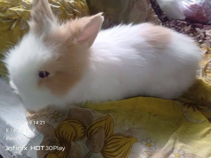 English Angora Rabbits Adult Male and babys teddy bear shapes 8