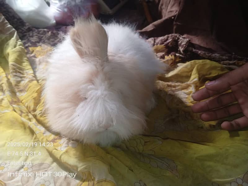 English Angora Rabbits Adult Male and babys teddy bear shapes 9