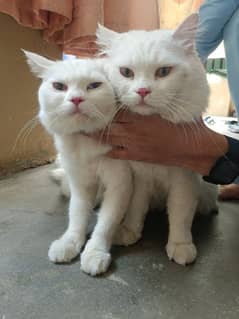 persian cats