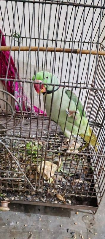 kasmiri raw parrot pair 0