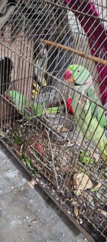 kasmiri raw parrot pair 1