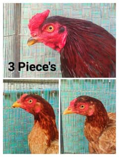 Pure Sindh Aseel Roster | 3 Piece's Pure Aseel Breeding