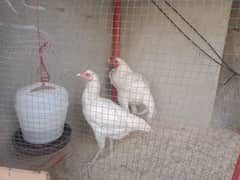 Hera Aseel pair with 11 eggs 03047417469