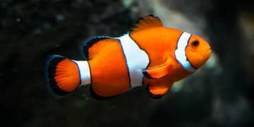 Saltwater All fishes Available