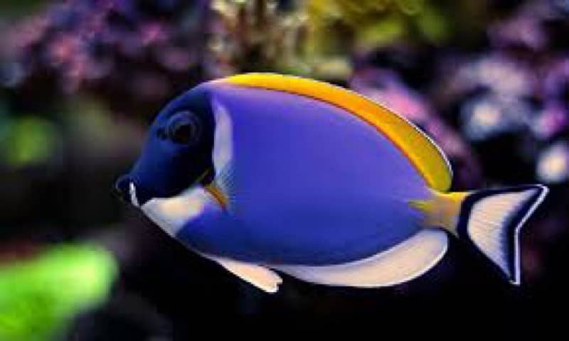 Saltwater All fishes Available 3