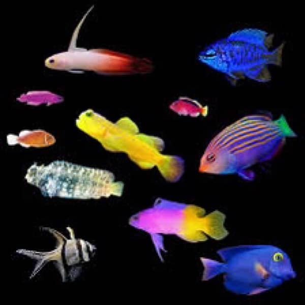 Saltwater All fishes Available 4