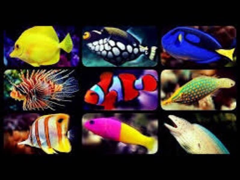 Saltwater All fishes Available 8