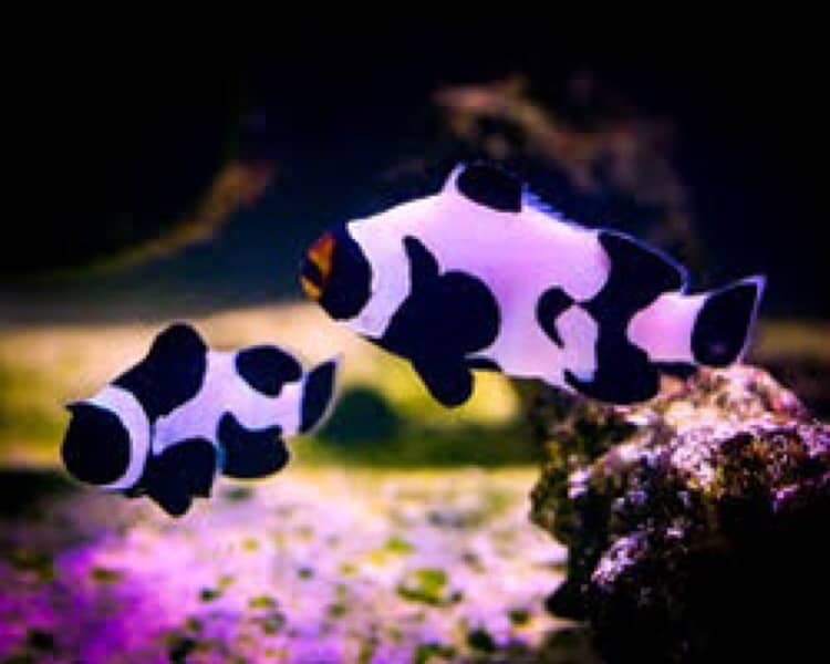 Saltwater All fishes Available 9