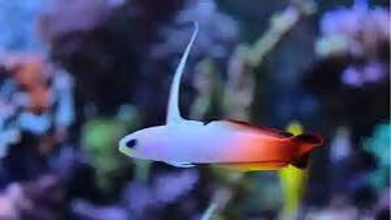 Saltwater All fishes Available 10