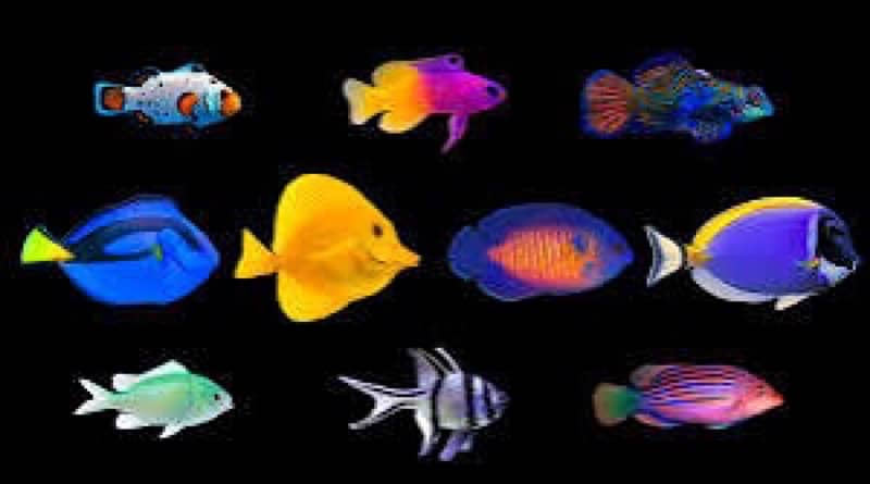 Saltwater All fishes Available 12