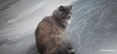 triple coat Persian grey